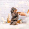 Fantasy - Mini F2 Girl - Image 5