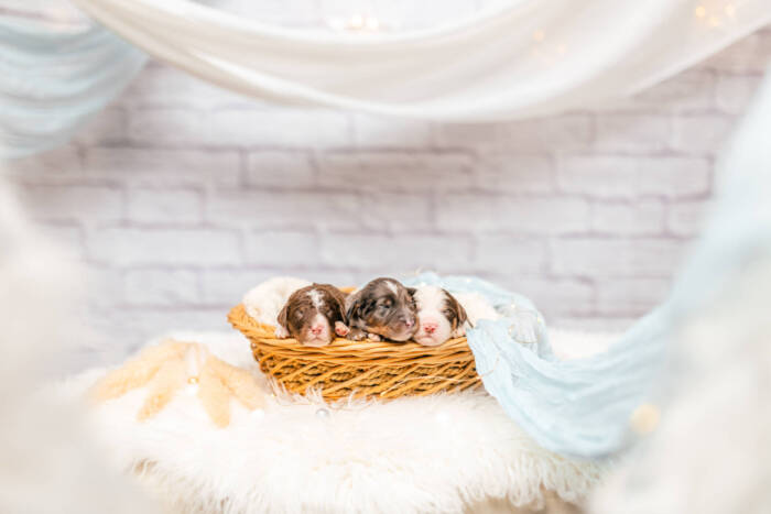 Mini F1b Litter June Boys - Image 2