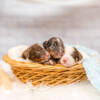 Mini F1b Litter June Boys - Image 3