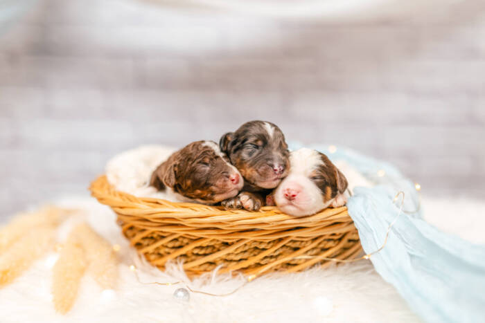 Mini F1b Litter June Boys - Image 3