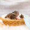 Mini F1b Litter June Boys - Image 4