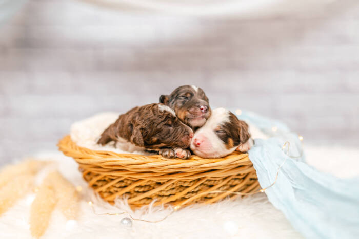 Mini F1b Litter June Boys - Image 4