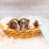 Mini F1b Litter June Boys - Image 5