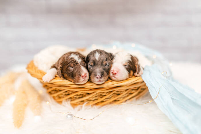 Mini F1b Litter June Boys - Image 5