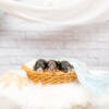 Mini F1b Litter June Boys - Image 6