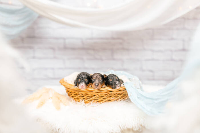 Mini F1b Litter June Boys - Image 6
