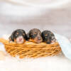 Mini F1b Litter June Boys - Image 7