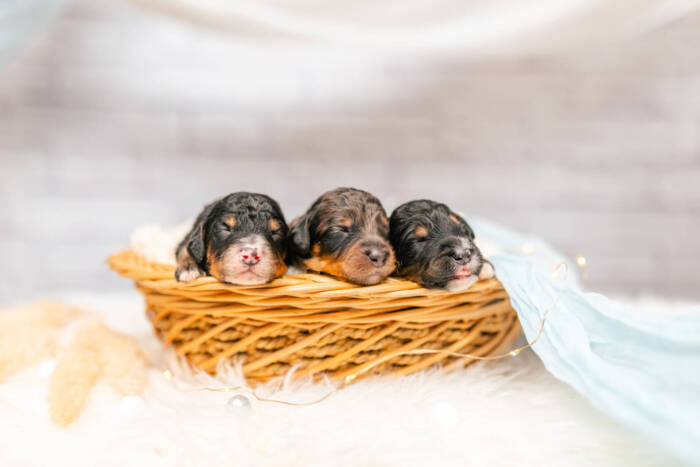 Mini F1b Litter June Boys - Image 7