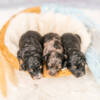 Mini F1b Litter June Boys