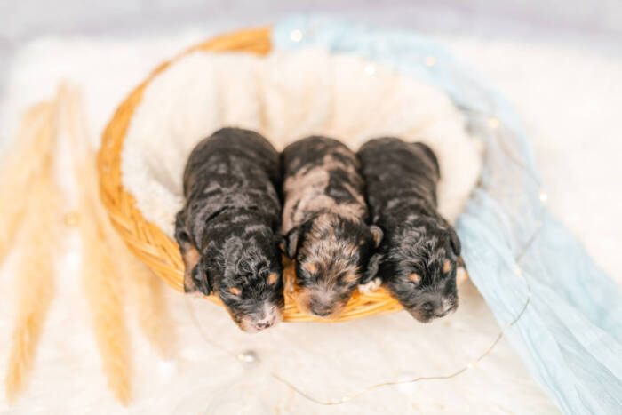 Mini F1b Litter June Boys