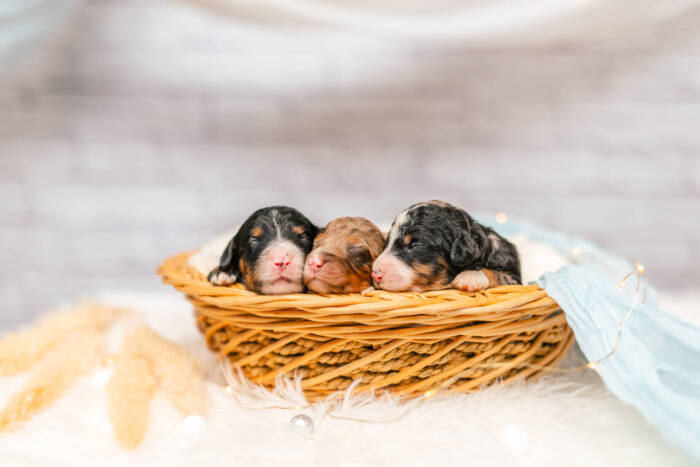 Mini F1b Litter June Girls - Image 3