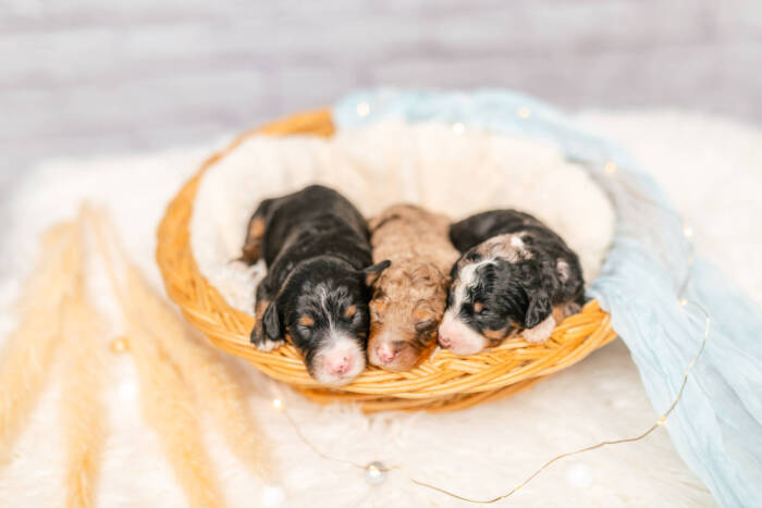 Mini F1b Litter June Girls
