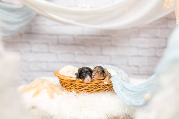 Mini F1b Litter June Girls - Image 5