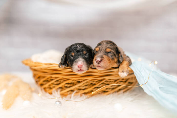 Mini F1b Litter June Girls - Image 6