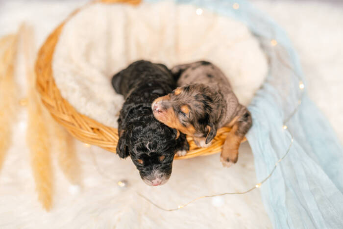 Mini F1b Litter June Girls - Image 7