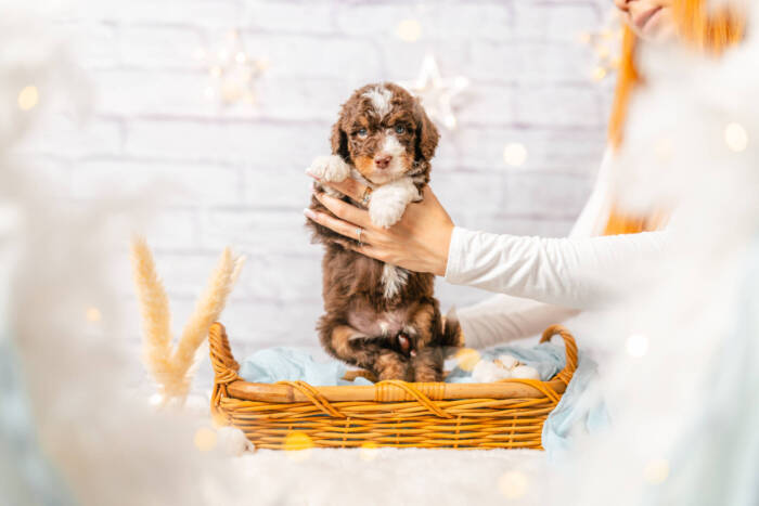 Marley - Mini F1b Boy - Image 2