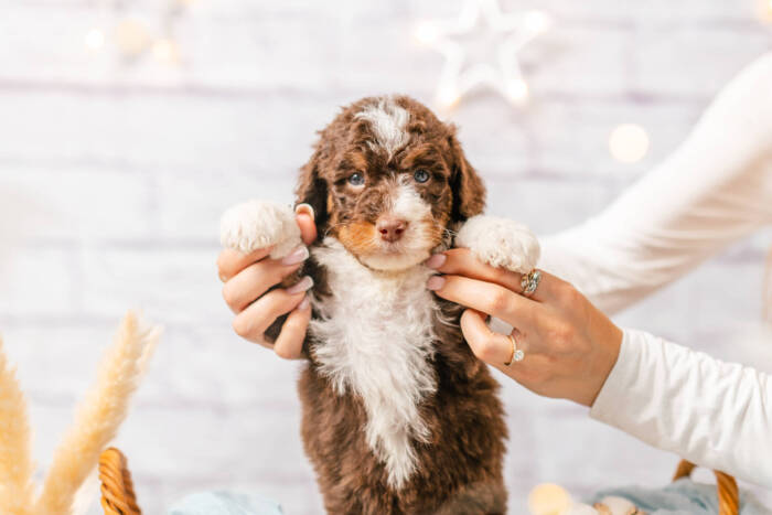 Marley - Mini F1b Boy