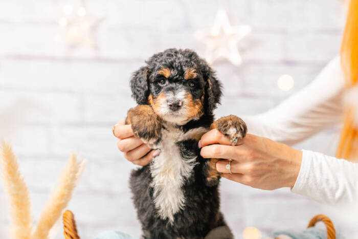 Moose - Mini F1b Boy