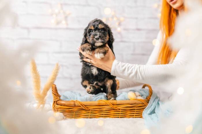 Monty - Mini F1b Boy - Image 2