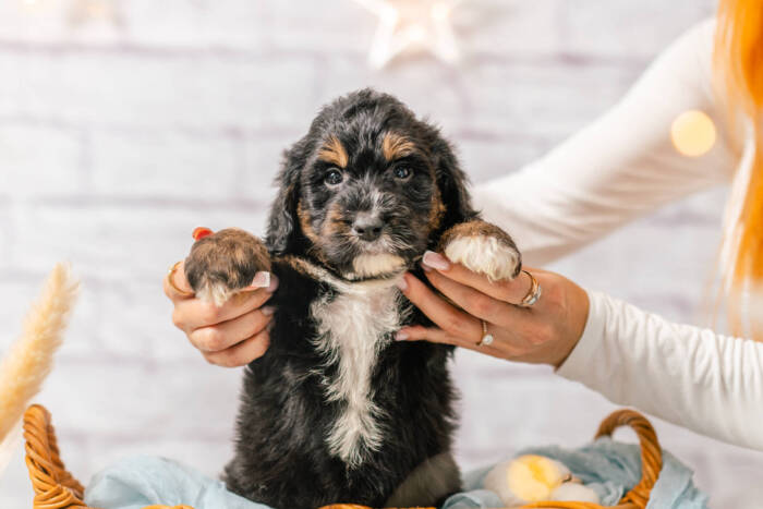 Monty - Mini F1b Boy