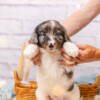 Huckleberry - Standard F2 Boy