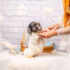 Huckleberry - Standard F2 Boy - Image 4