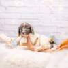 Huckleberry - Standard F2 Boy - Image 5