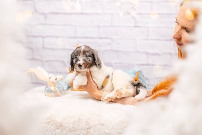 Huckleberry - Standard F2 Boy - Image 5