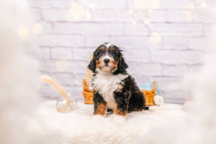 Cosmo - Mini F1 Boy - Image 2