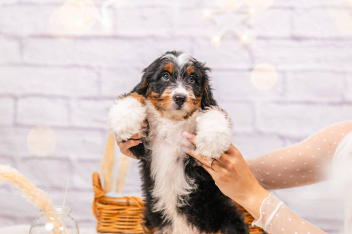 Cosmo - Mini F1 Boy