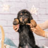 Muffin- Standard F1 Girl - Image 2