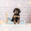 Muffin- Standard F1 Girl - Image 5