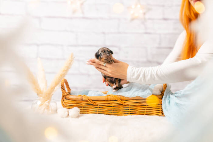 Mini F1b Litter July - Image 11