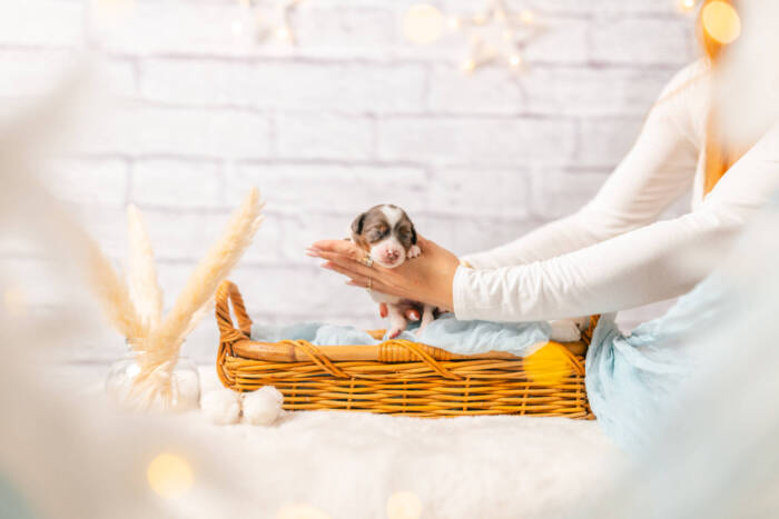 Mini F1b Litter July - Image 14