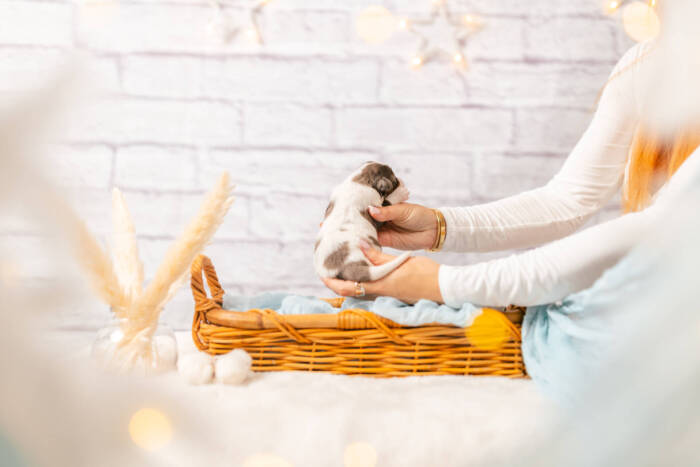 Mini F1b Litter July - Image 16