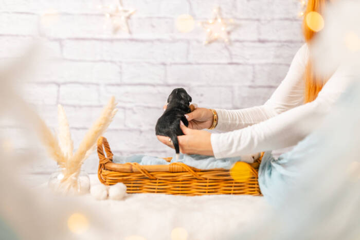 Mini F1b Litter July - Image 19
