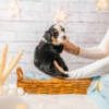 Cuddles - Mini F1 Boy - Image 6