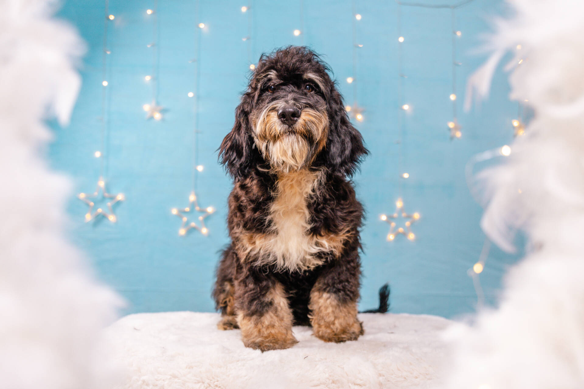 Holly - Standard F2 Girl - Image 2