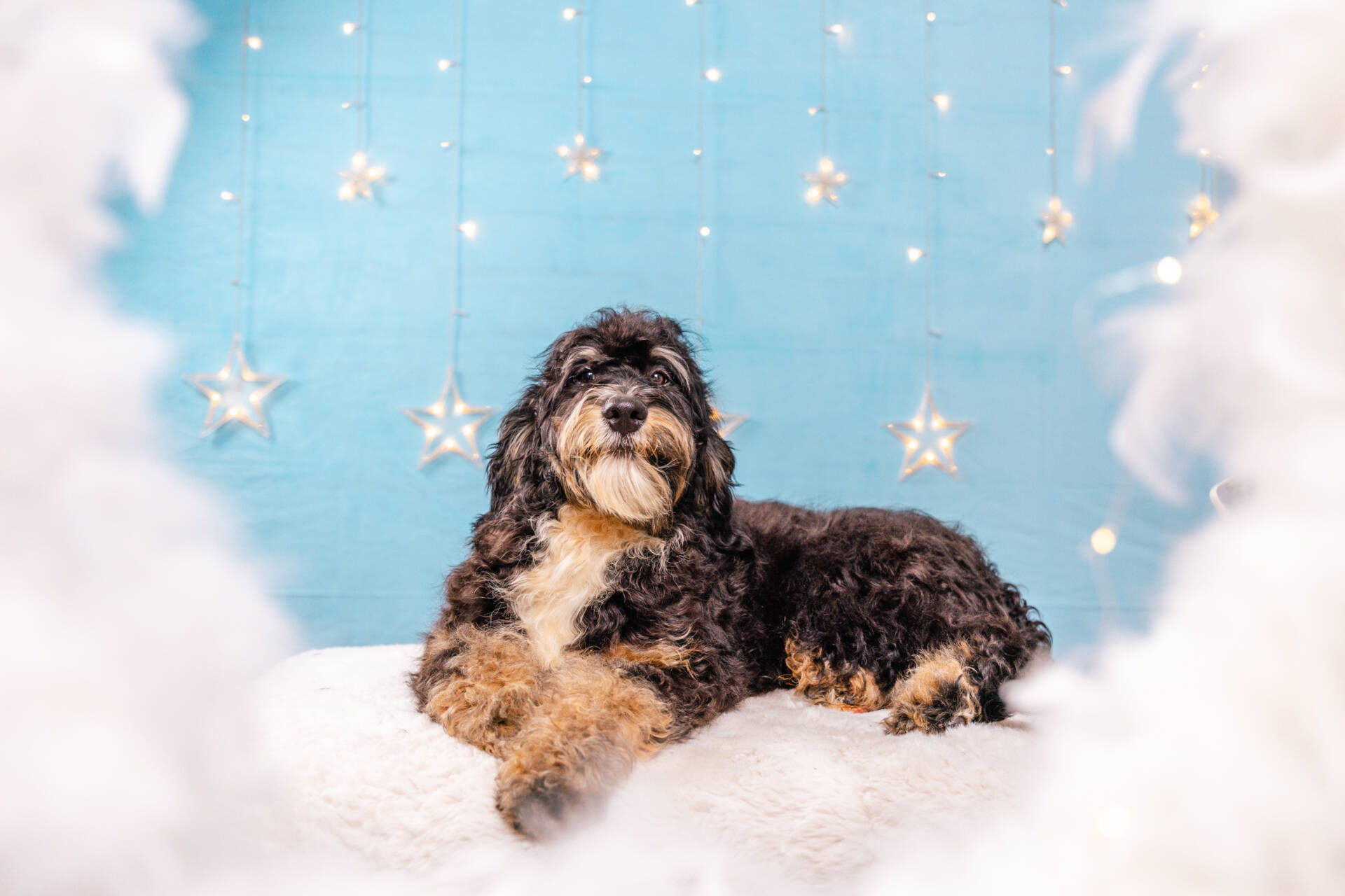 Holly - Standard F2 Girl - Image 3