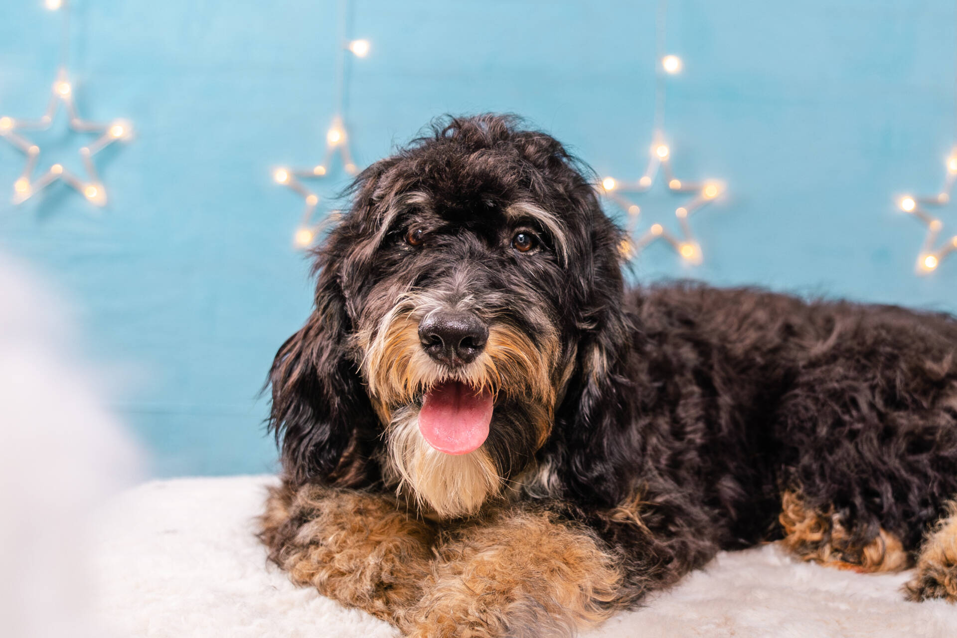 Holly - Standard F2 Girl