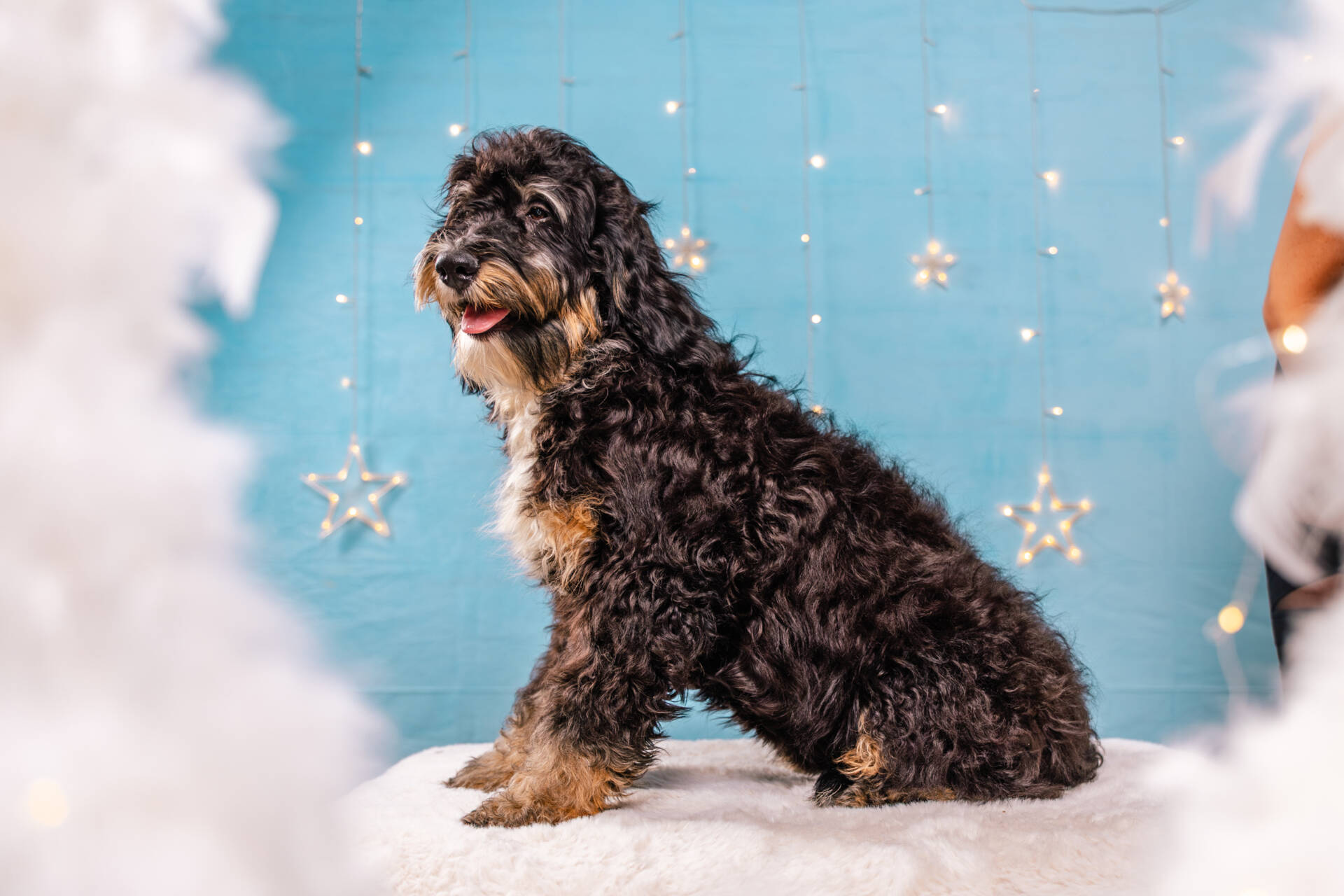 Holly - Standard F2 Girl - Image 5