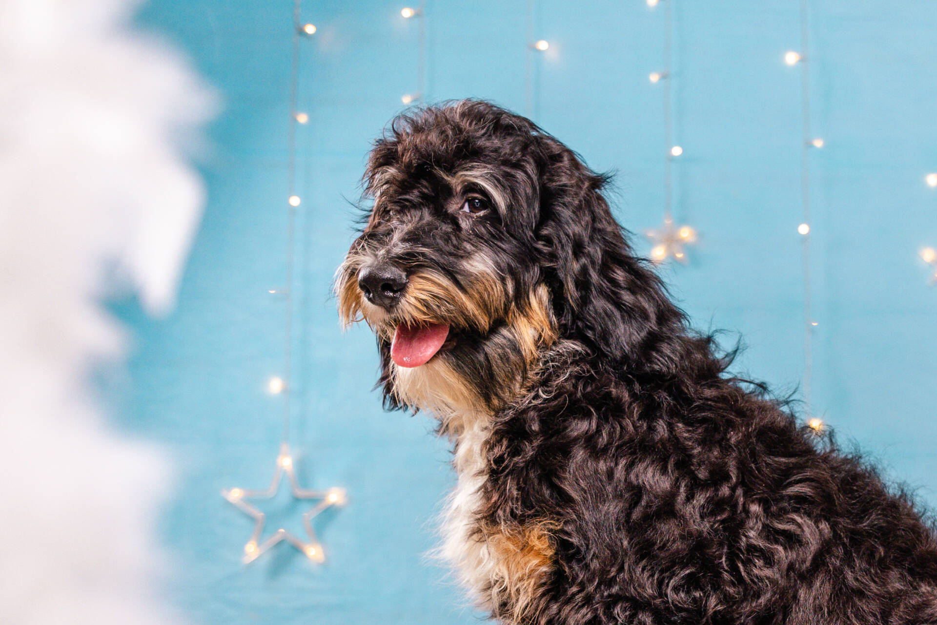 Holly - Standard F2 Girl - Image 6