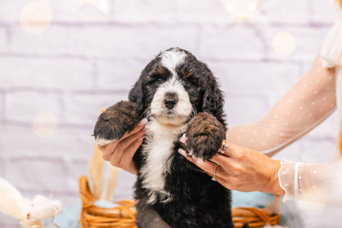 Gus - Mini F2 Boy