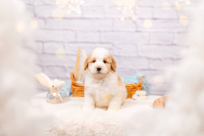 Gummy Bear - Mini F2 Boy - Image 2