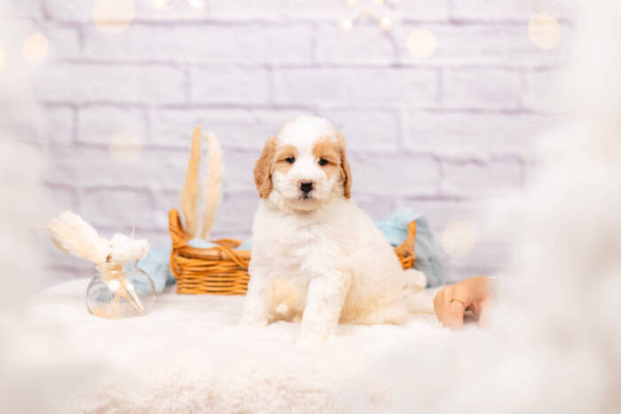 George - Mini F2 Boy - Image 3