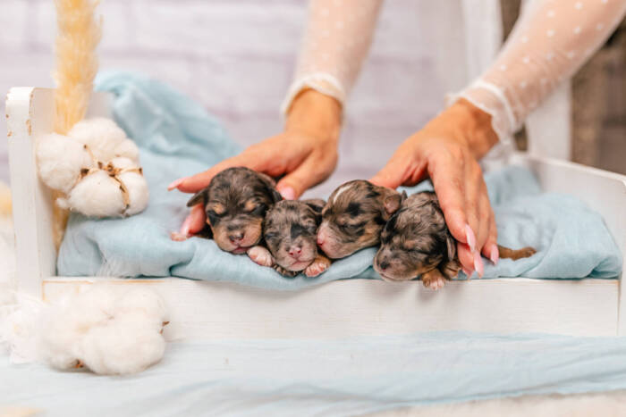 Mini F1b Litter September - Image 7