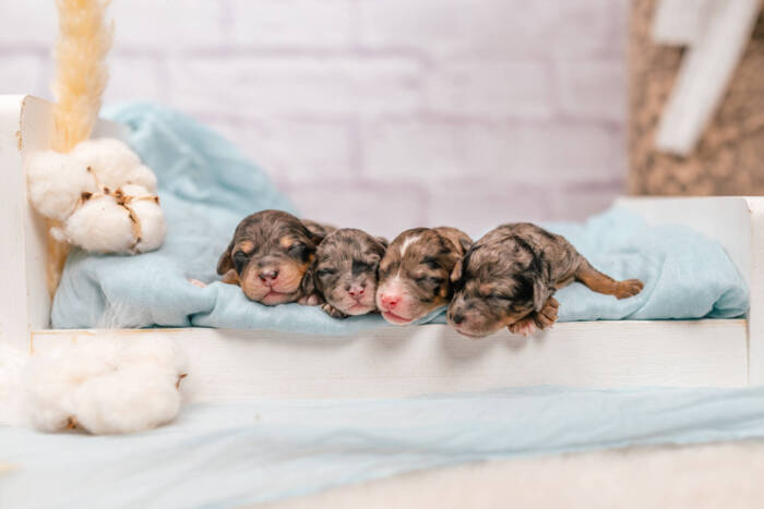 Mini F1b Litter September - Image 2