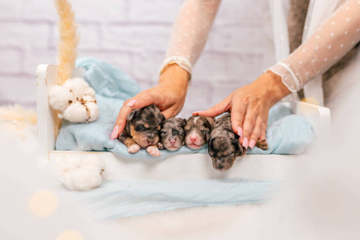 Mini F1b Litter September - Image 3