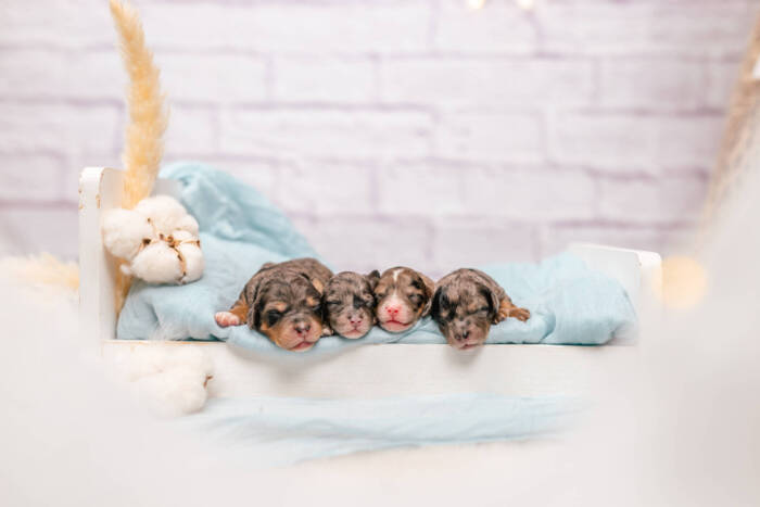 Mini F1b Litter September - Image 4