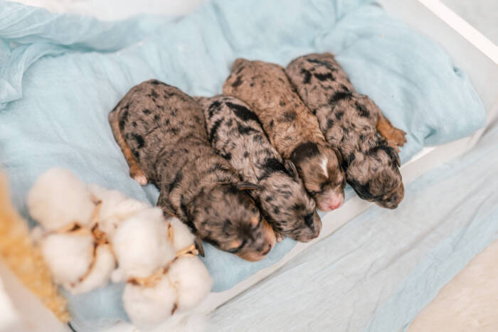 Mini F1b Litter September - Image 5